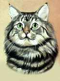 Maine Coon